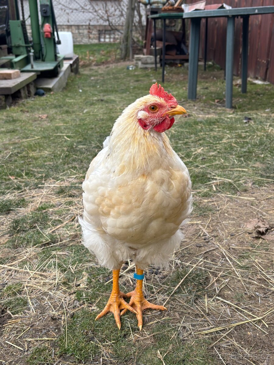 Darujeme kohoutka - 2