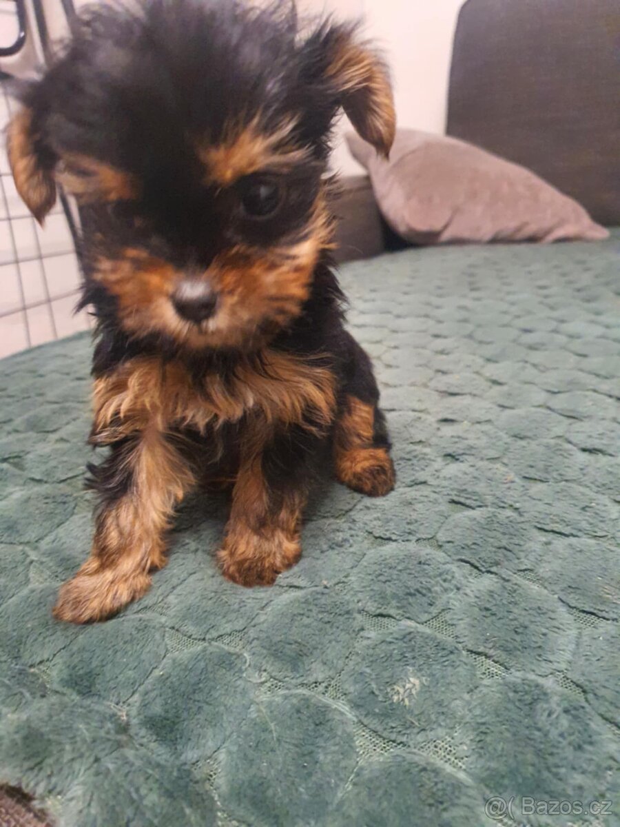 Jorkšírský Yorkšírský teriér - 2