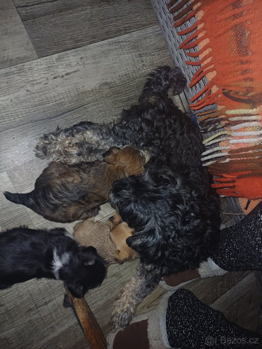 Štěňátka - 2