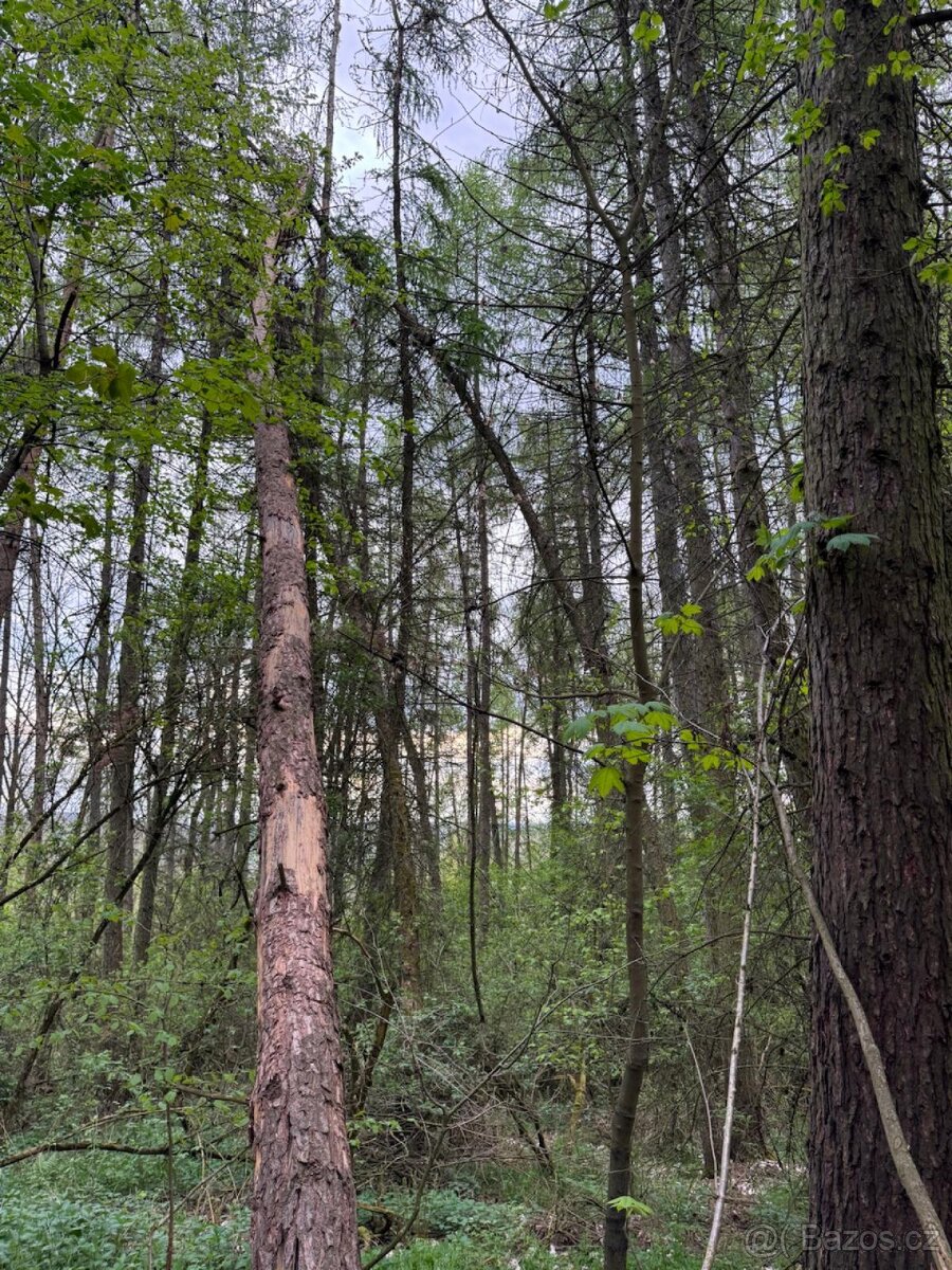 Prodám lesní pozemky v k.ú. Přeštěnice - 2