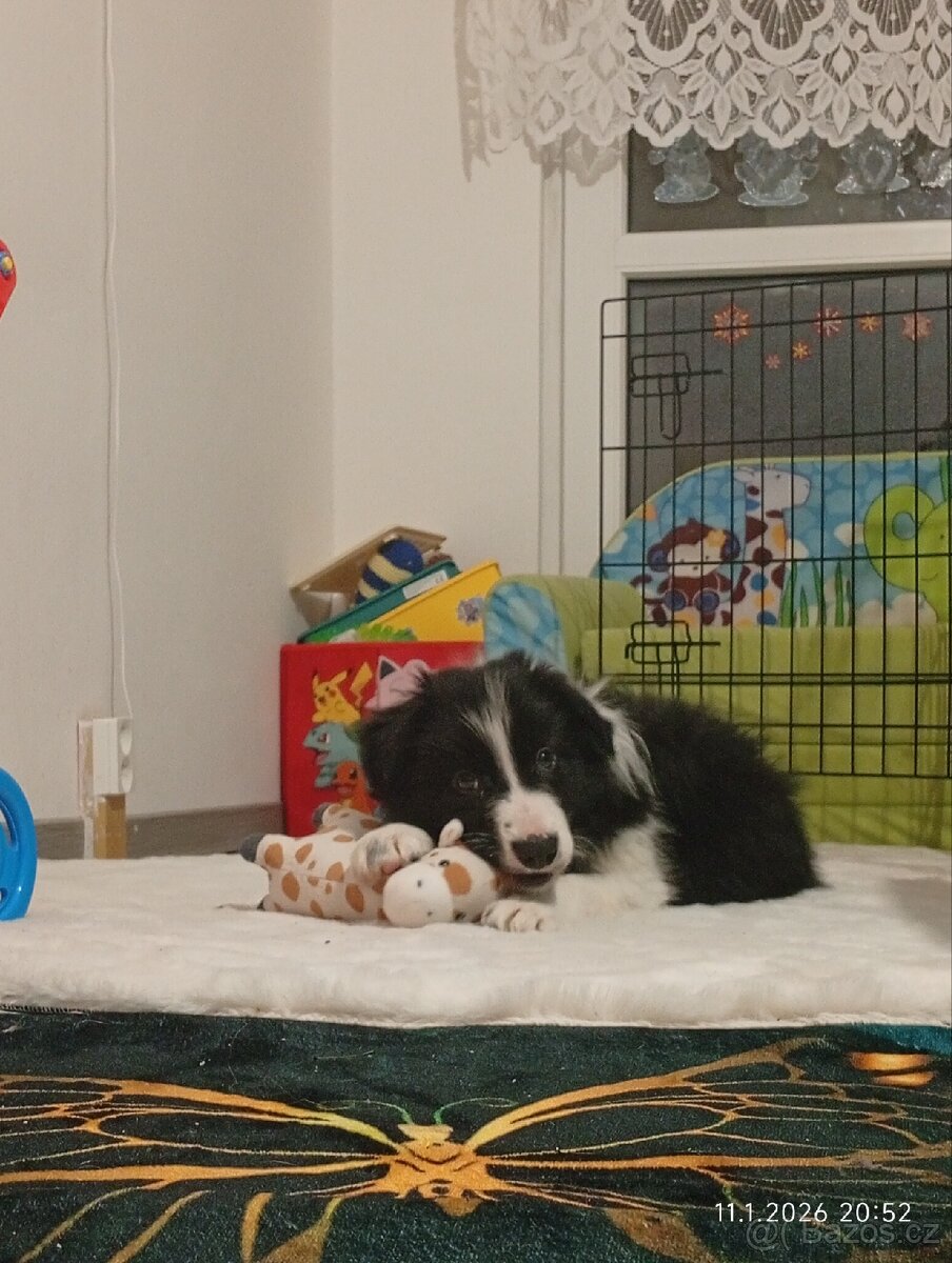 Border kolie štěně - 2