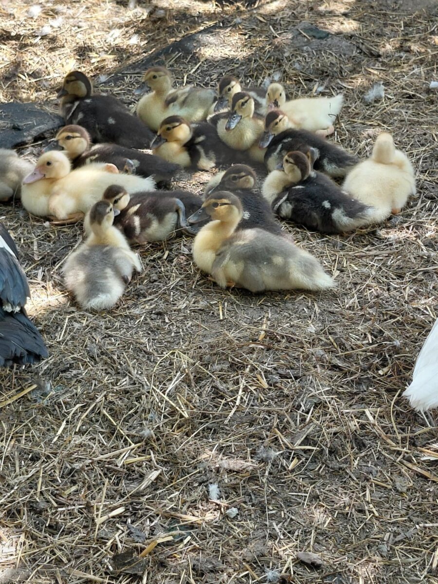 Kachny pižmovky - 2