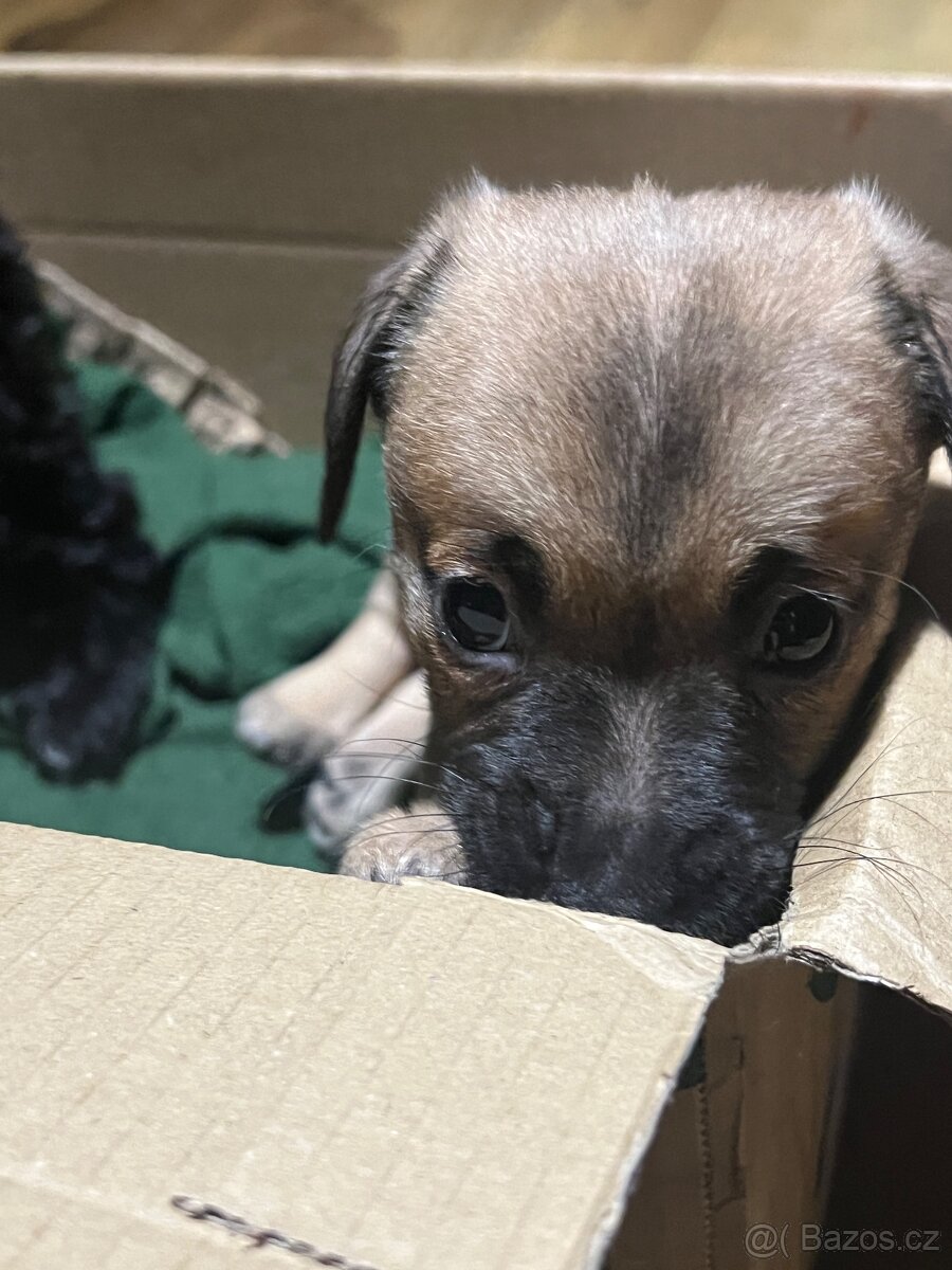 Štěňátka křížence - 2