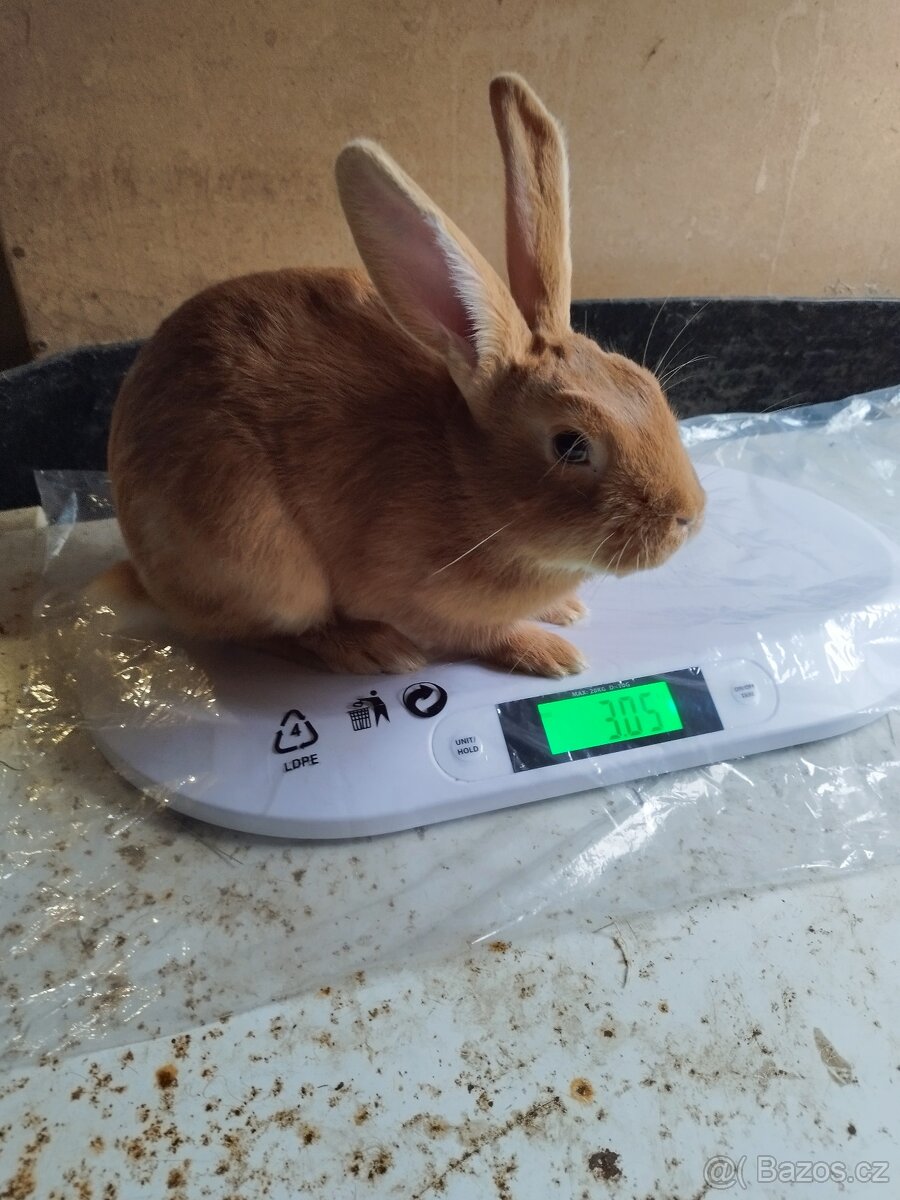 Burgundský samec - 2