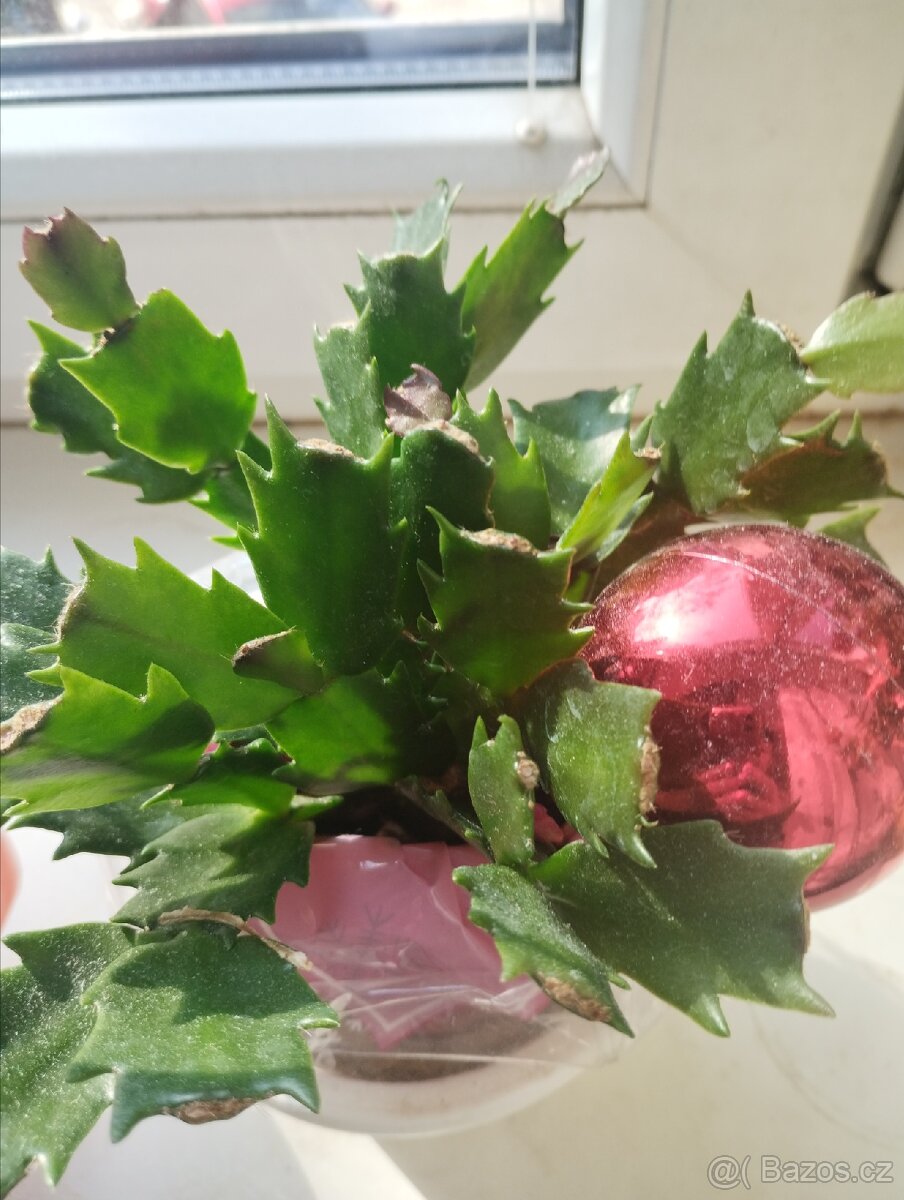 Vánoční kaktus ruzovy - 2