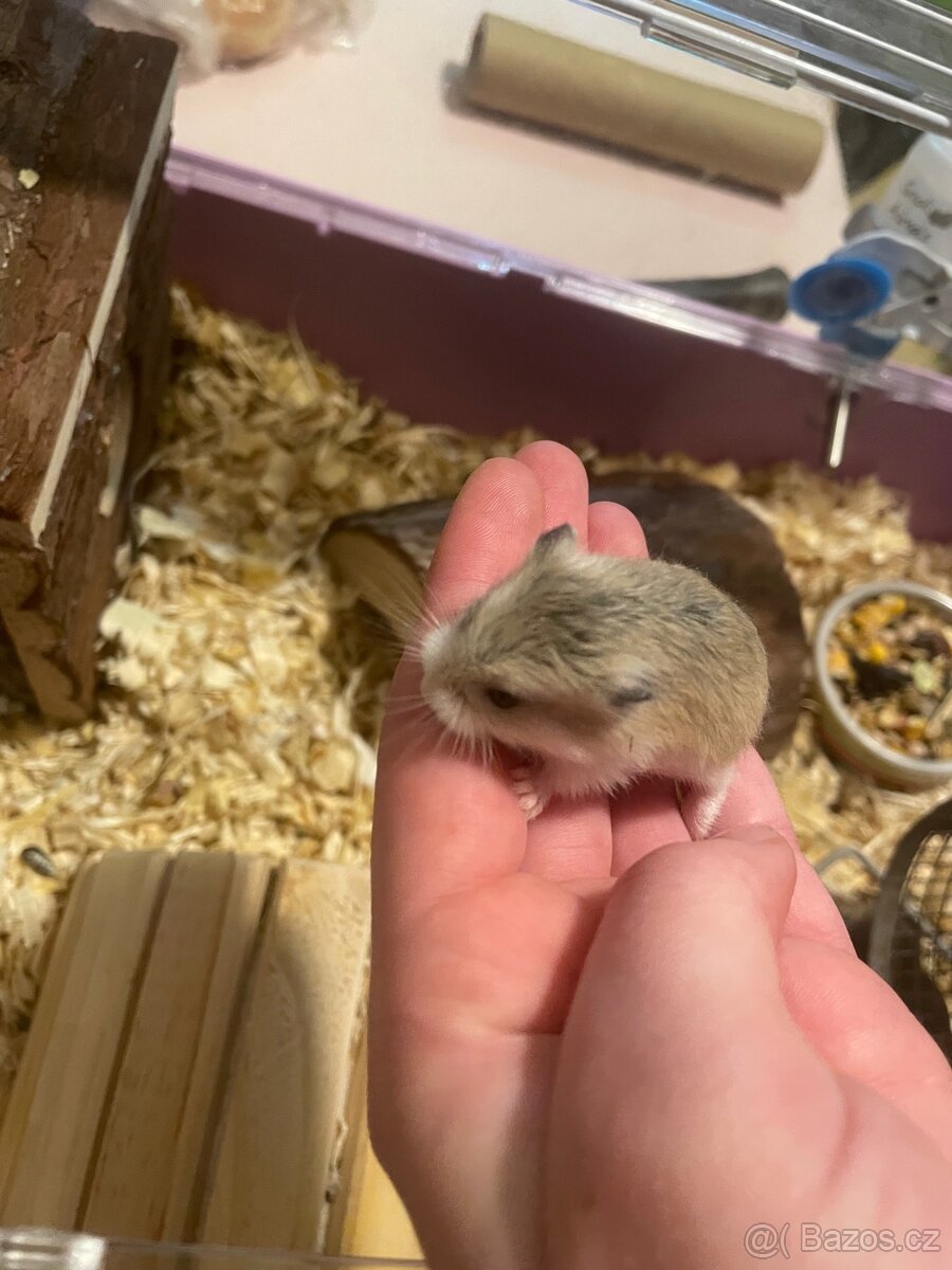 Křečík Roborovského - 2