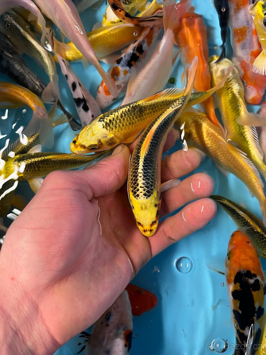 Jezírkové ryby - 2