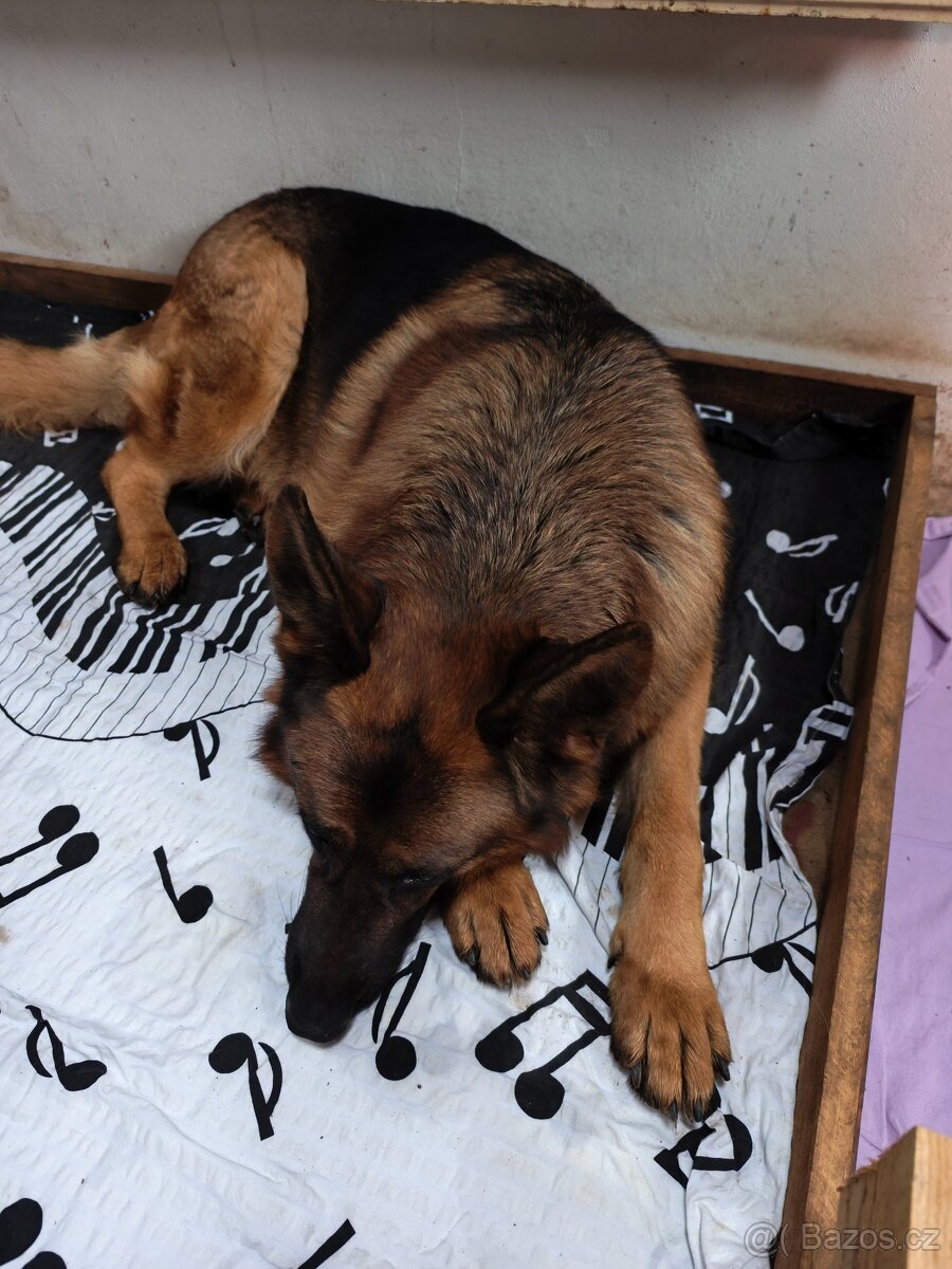 Štěnata německého ovčaka - 2