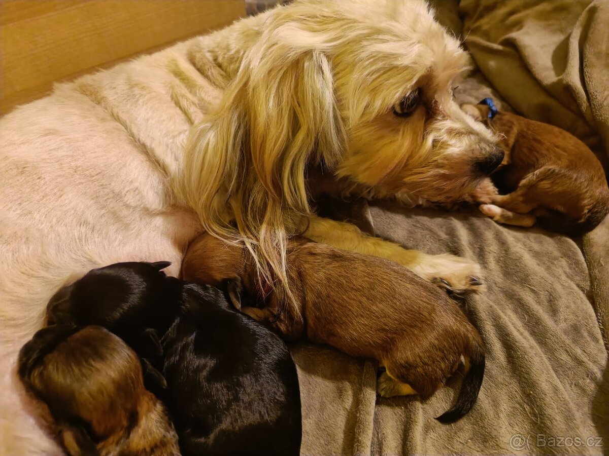 Havanský psík s PP - 2