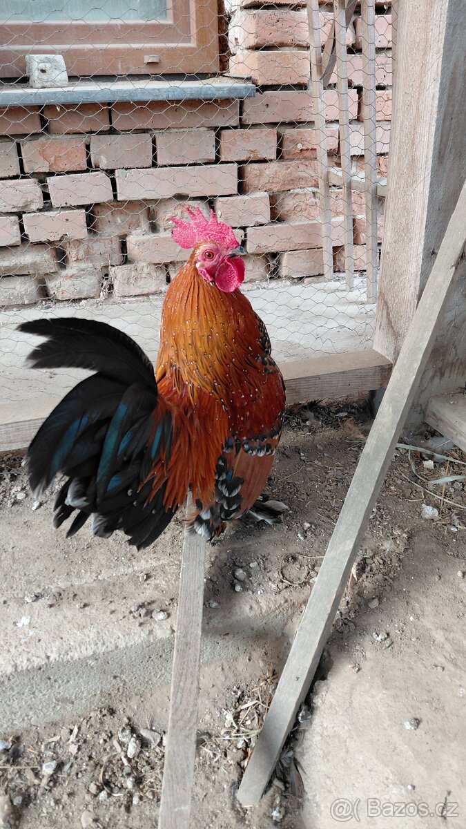 Zakrslá rousná - 2