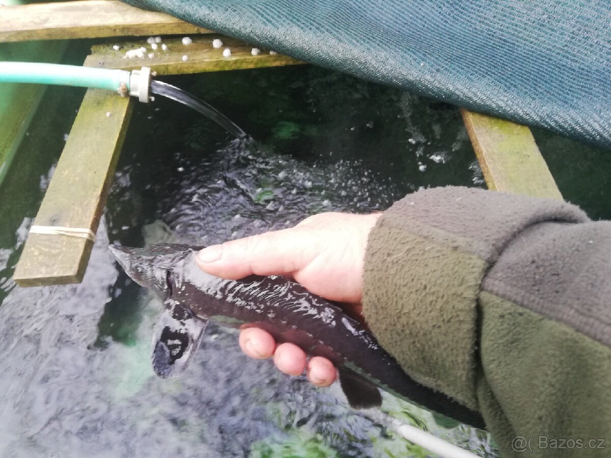 Nasada jesetera sibiřského - 2