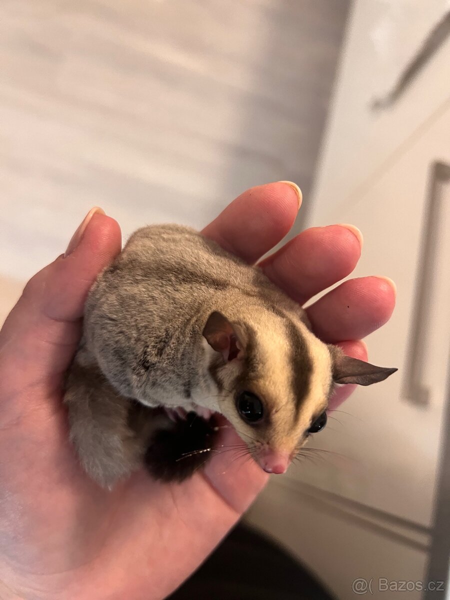 Prodám vakoveverku - 2