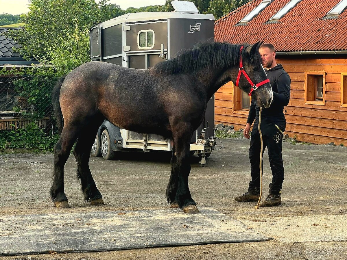 Percheron kobylka - 2