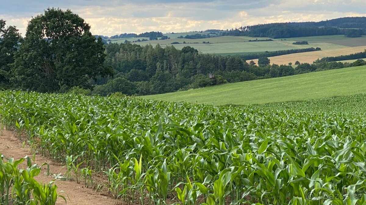 Prodej lesního pozemku - 2