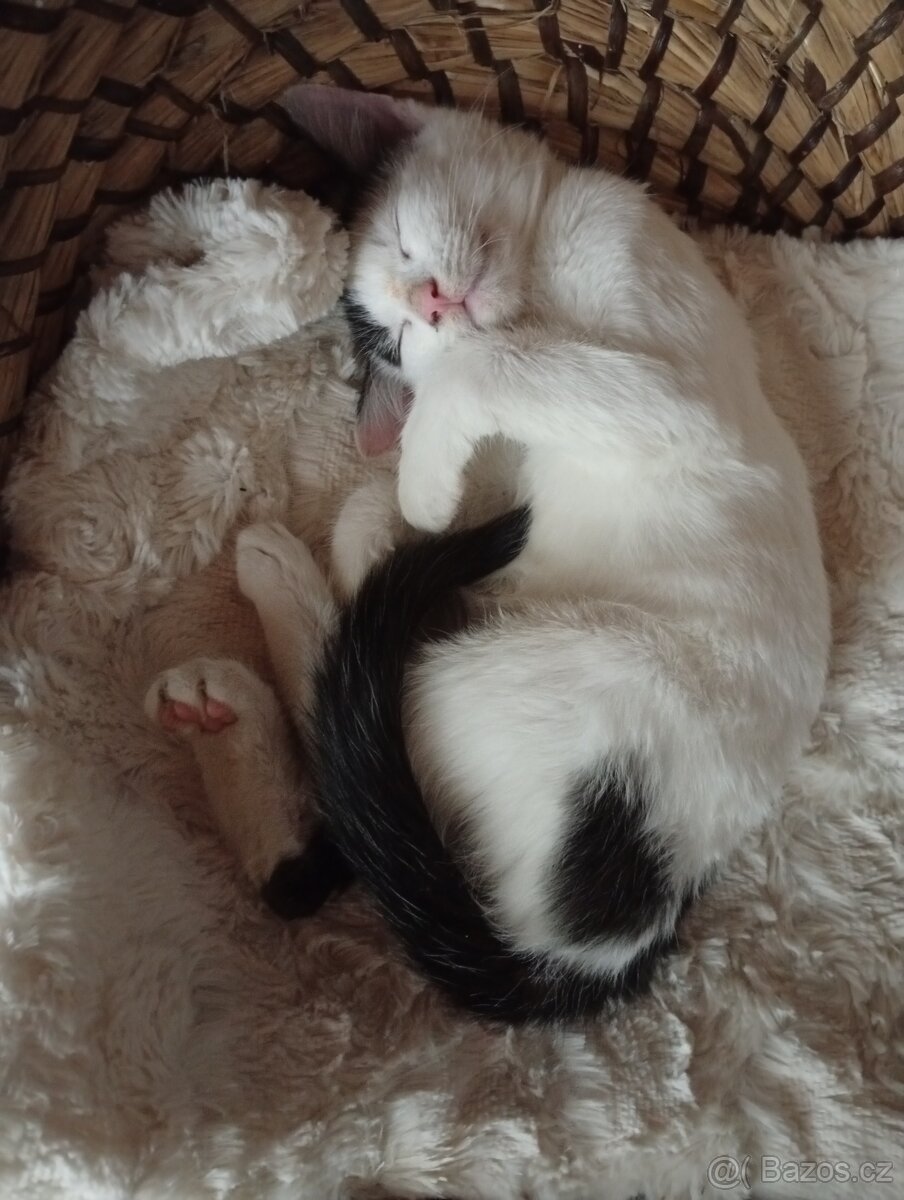 Koťátka - 2
