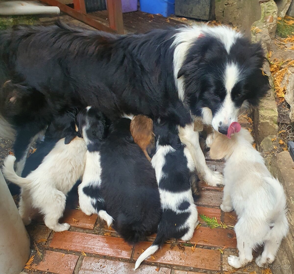 Stene krizenec borderkolie × holandsky pinc - 2