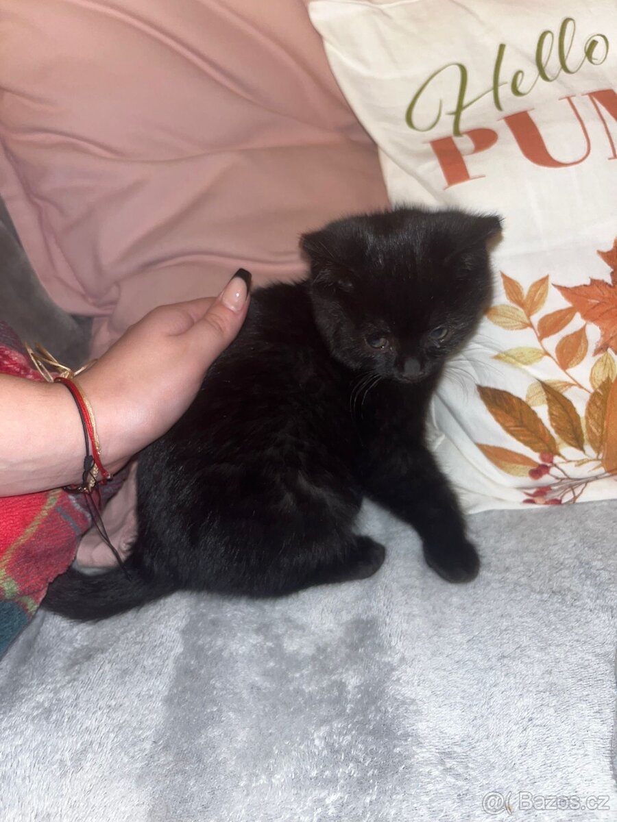 Koťátka - 2