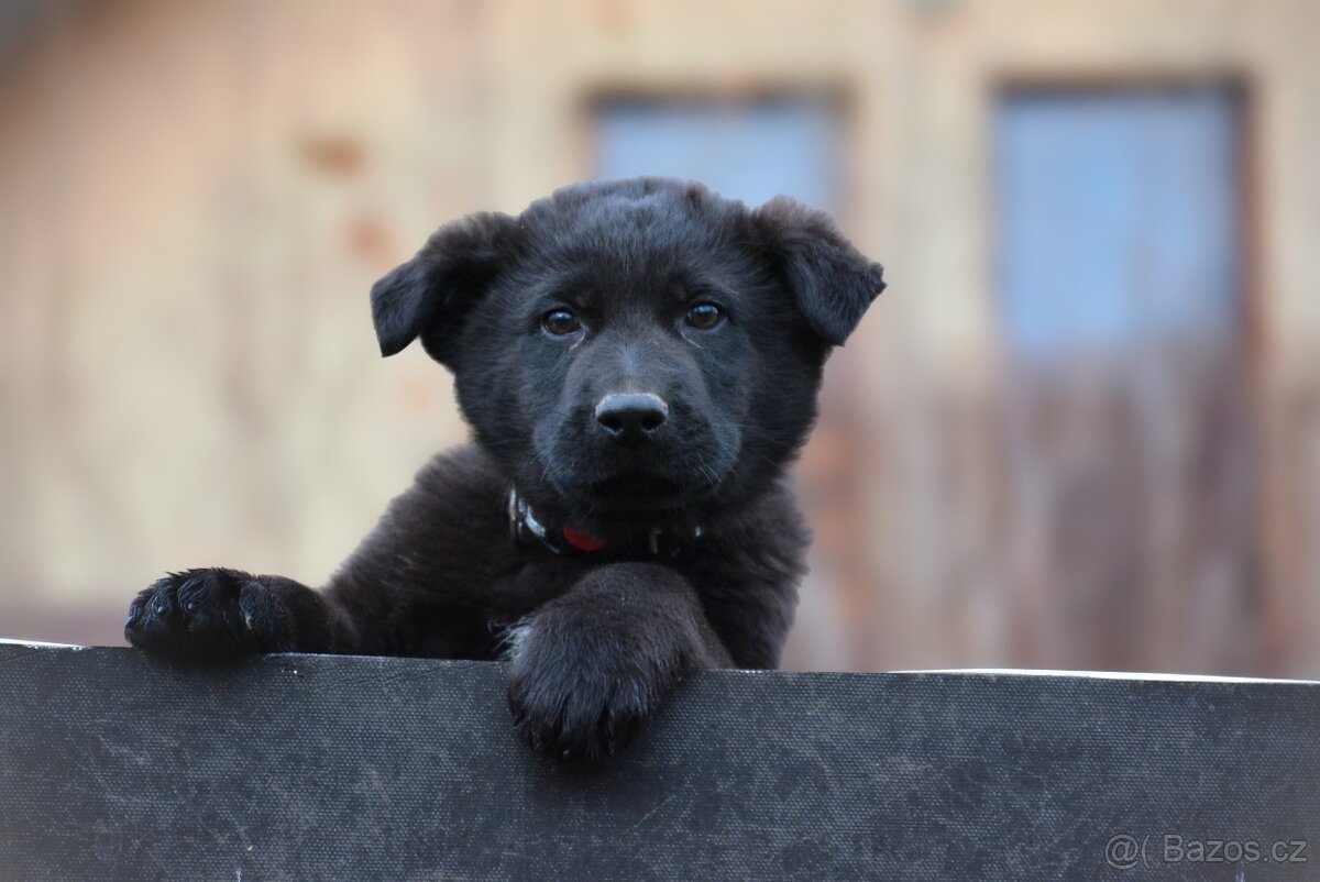 Německý ovčák s PP - 2