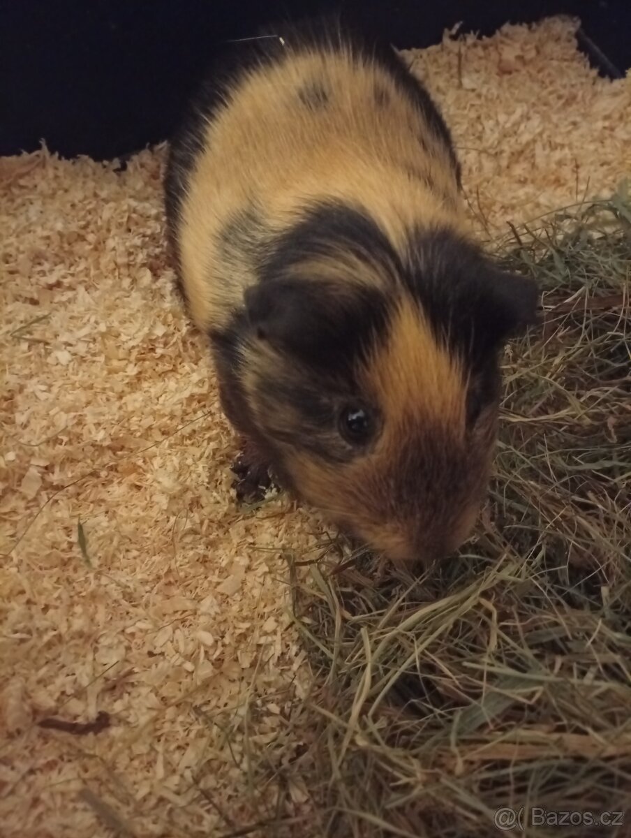 Dvě krásné morčata - 2