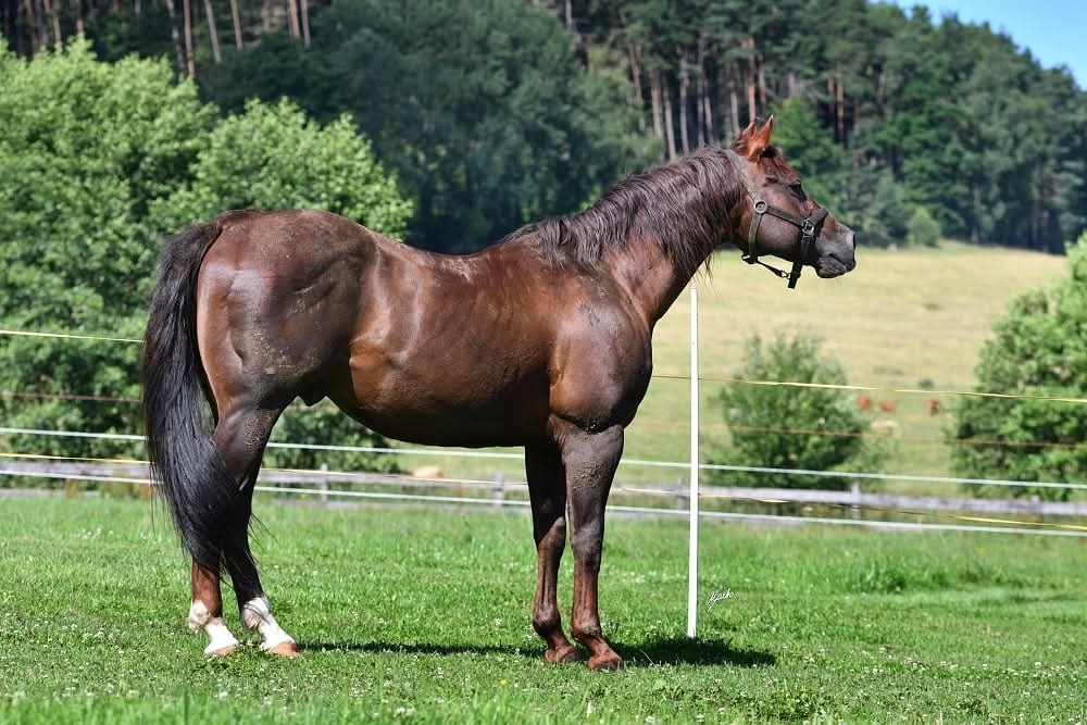 Připouštění GEE RONNIE MO - 2