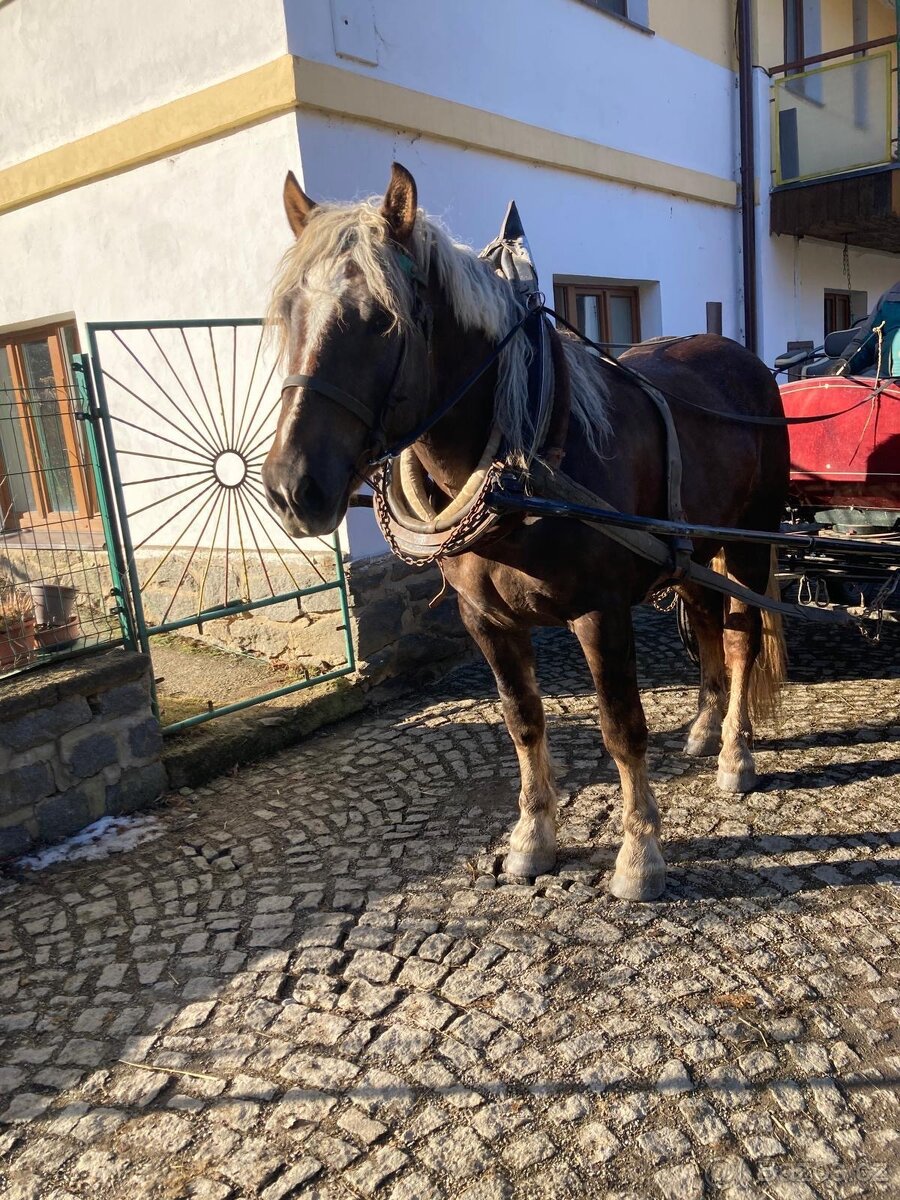 Norický hřebec - 2