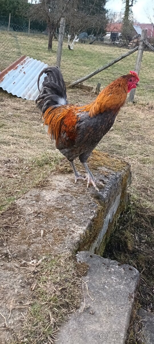 Prodám kohouty 4 x - 2