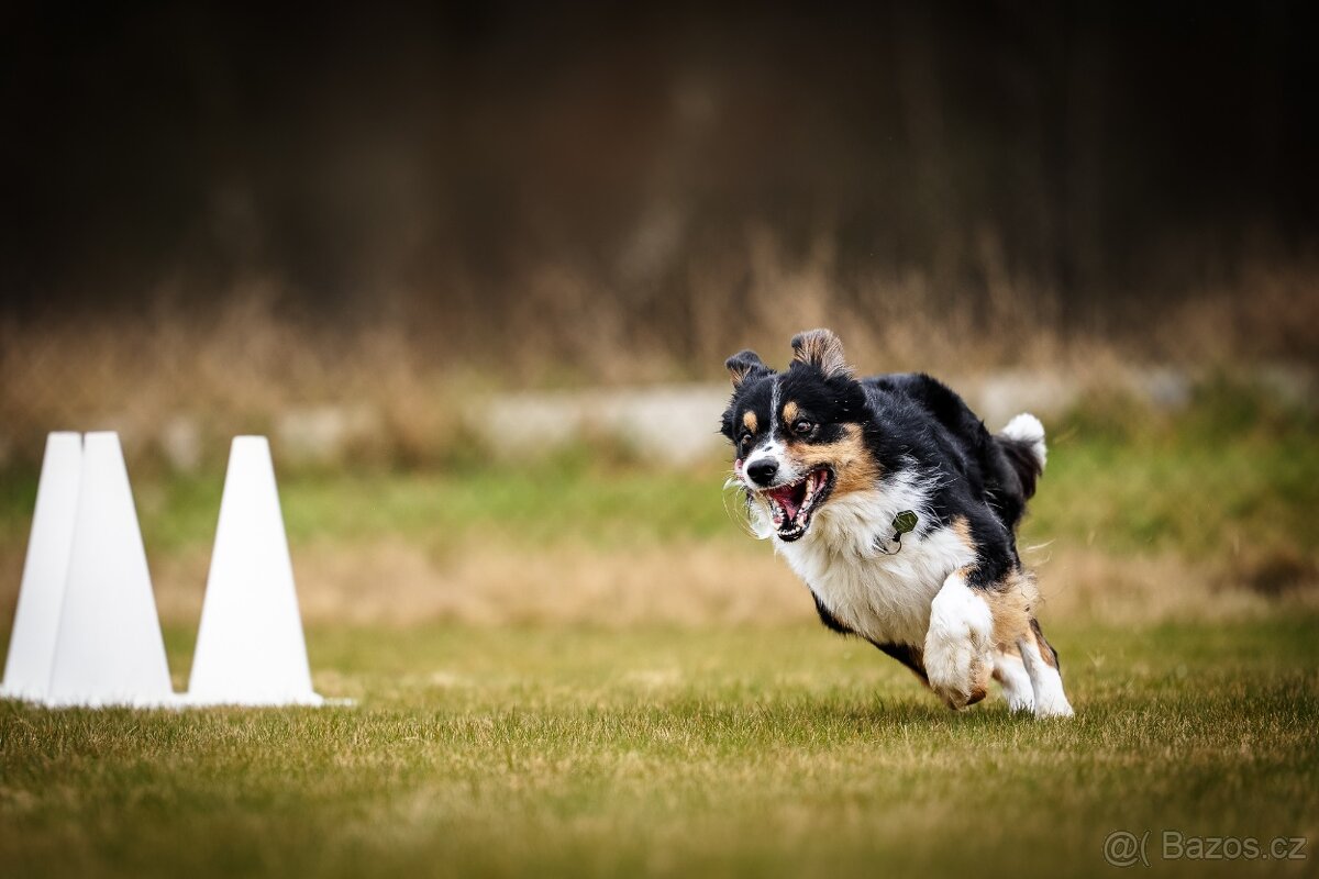 Border collie s PP, krycí pes - 2