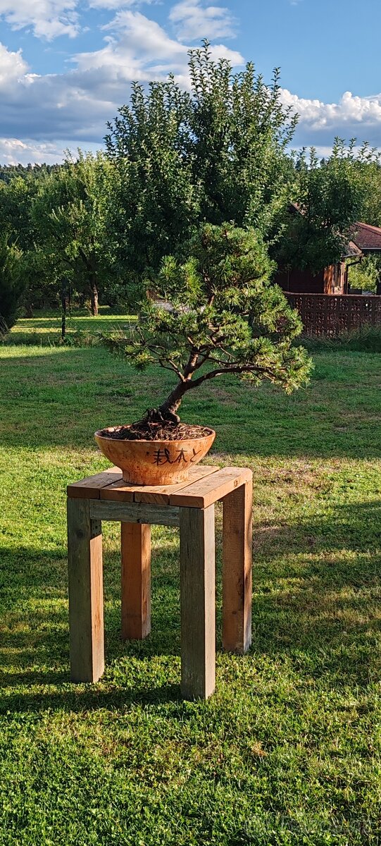 Bonsai, bonsaj, borovice v misce - 2