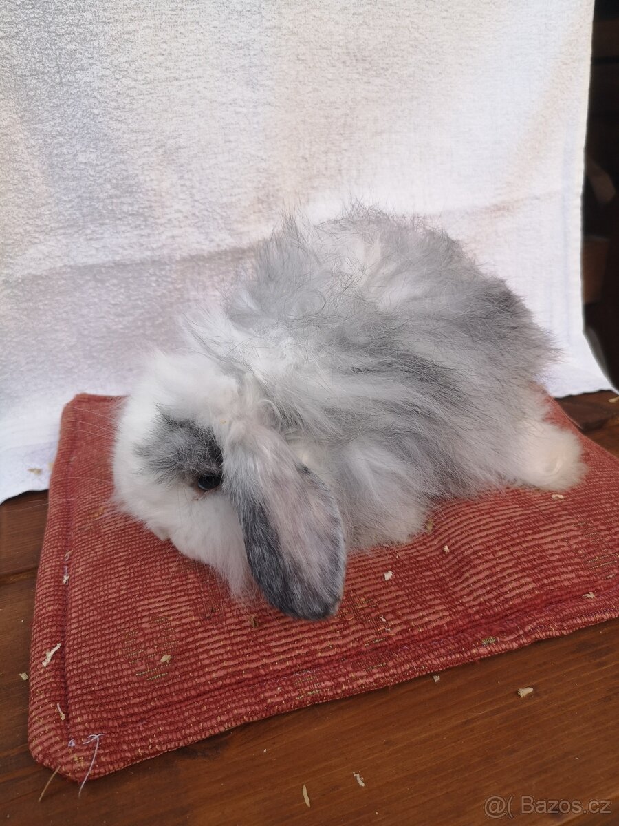 Beránek Teddy - 2
