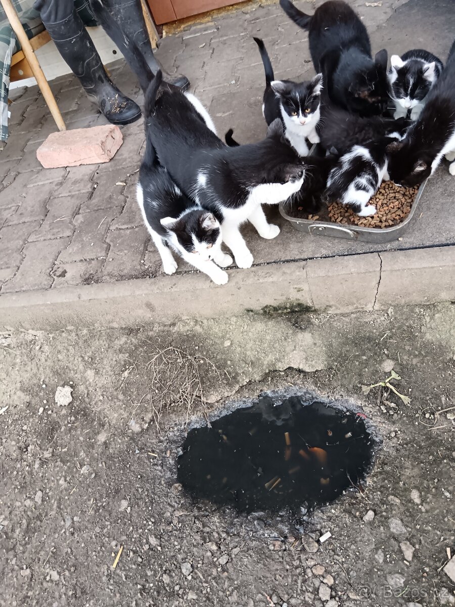 Koťata - 2