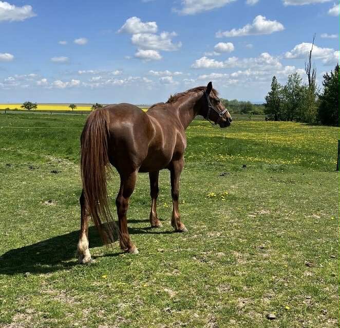 Březí polokrevná klisna - 2