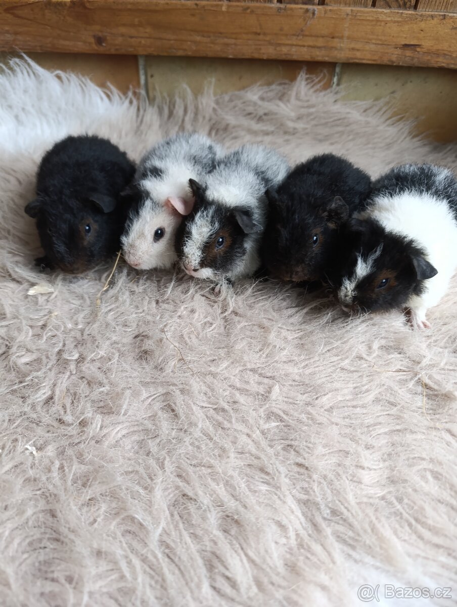 Morče US Teddy / morčata / morčátko - 2