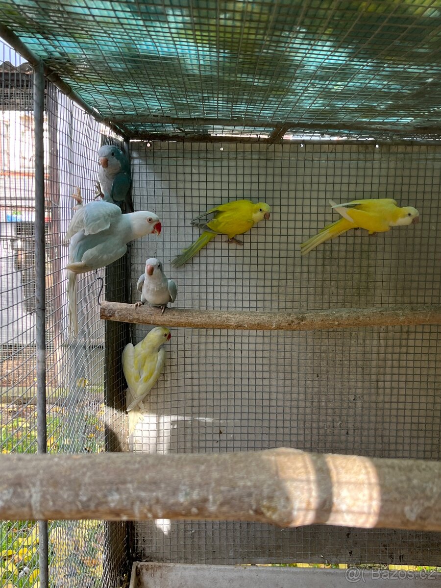 Mníšek šedý samec modrý s DNA - 2