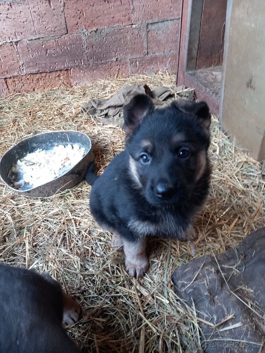 Německý ovčák štěňata - 2