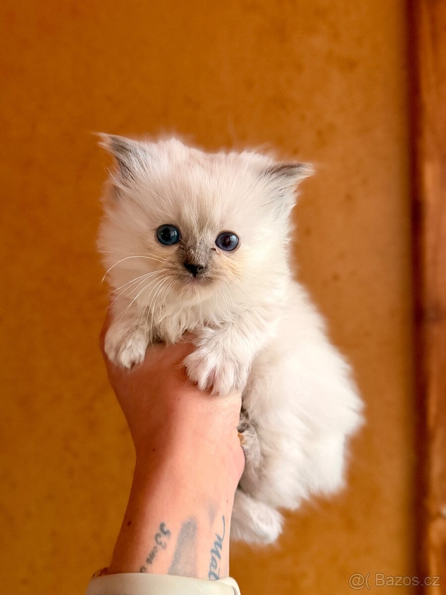 Ragdoll s PP - 2