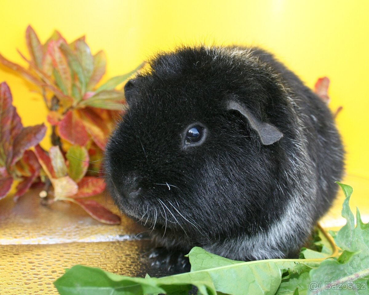 Morče, morčata samičky. - 2