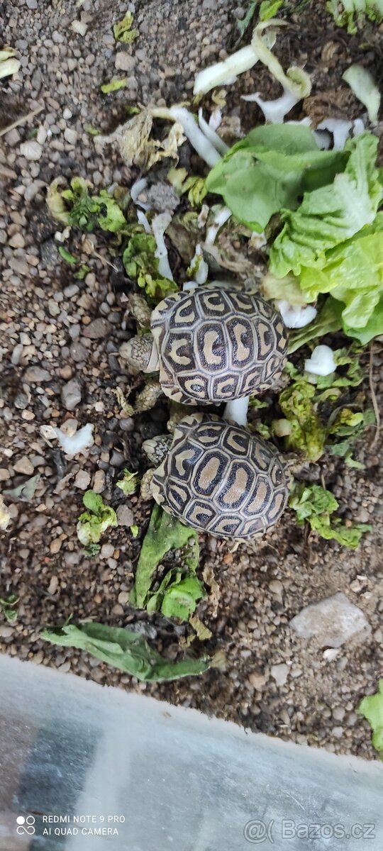Želva pardálí - 2