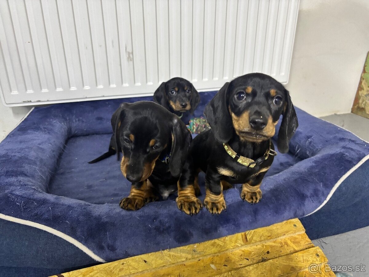 Jezevčík trpasličí hladkosrsty - 2