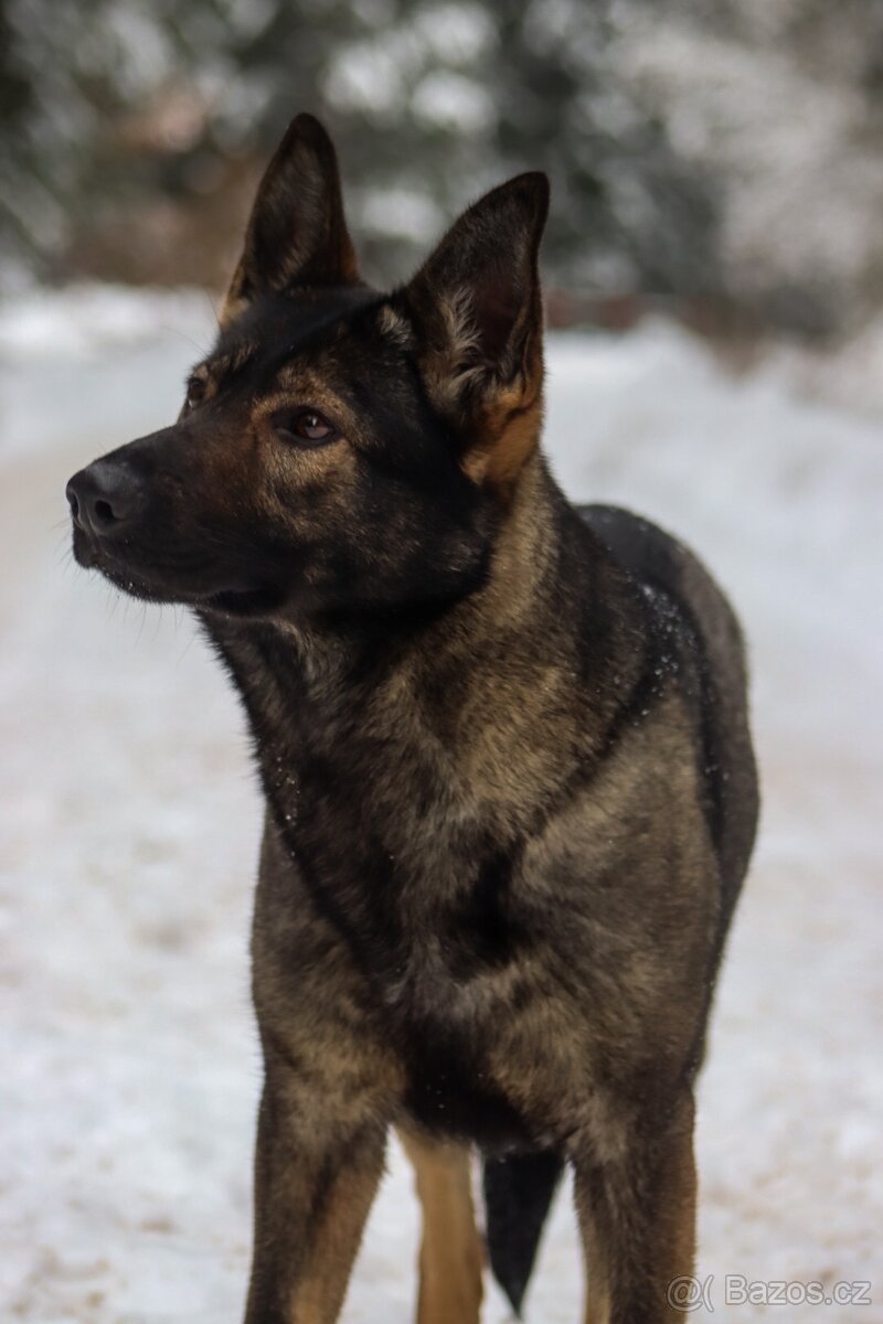 2,5 letá fena NO s PP - 2