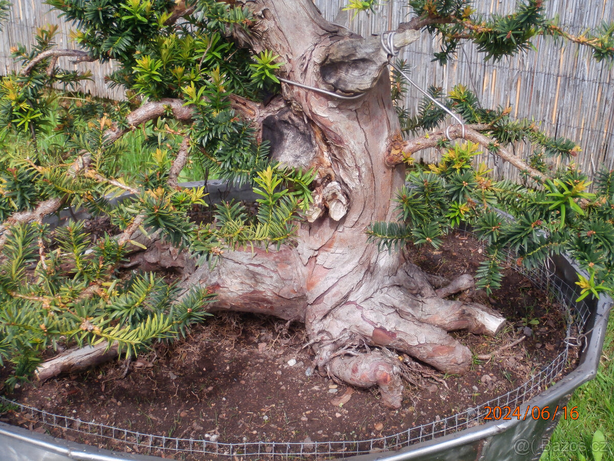 Bonsaj - Tis červený, Taxus baccata - 2