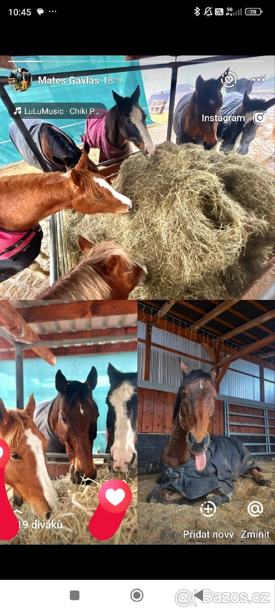 Pastevní volné ustájení - 2