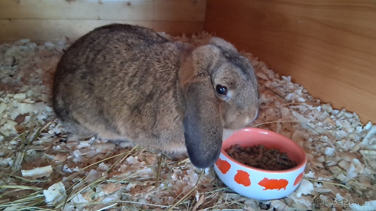 Zakrslý beránek s PP - mláďata - 2