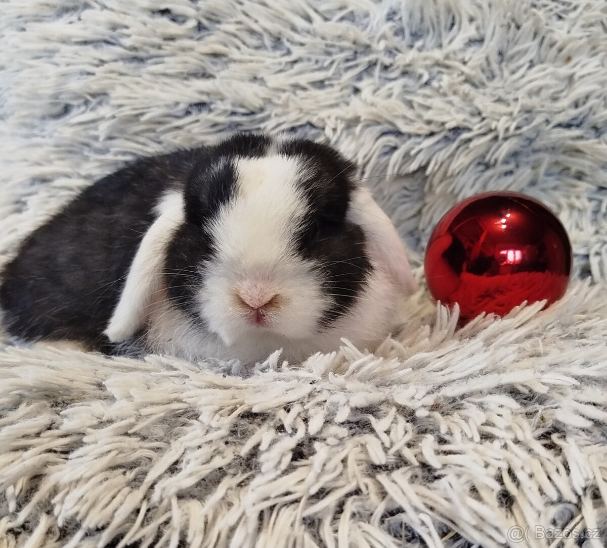 Minilop - anglický zakrslý beránek s VP - 2