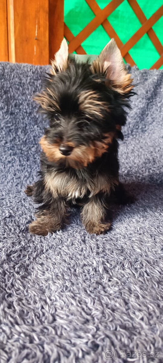 Jorkširský teriér s pp - 2
