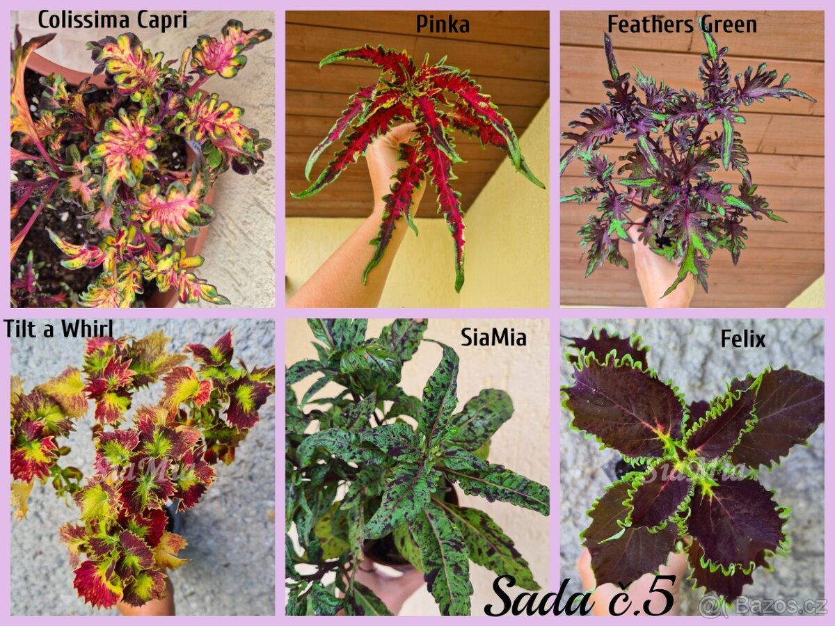 Africké okrasné kopřivy COLEUS SEMENA - 20