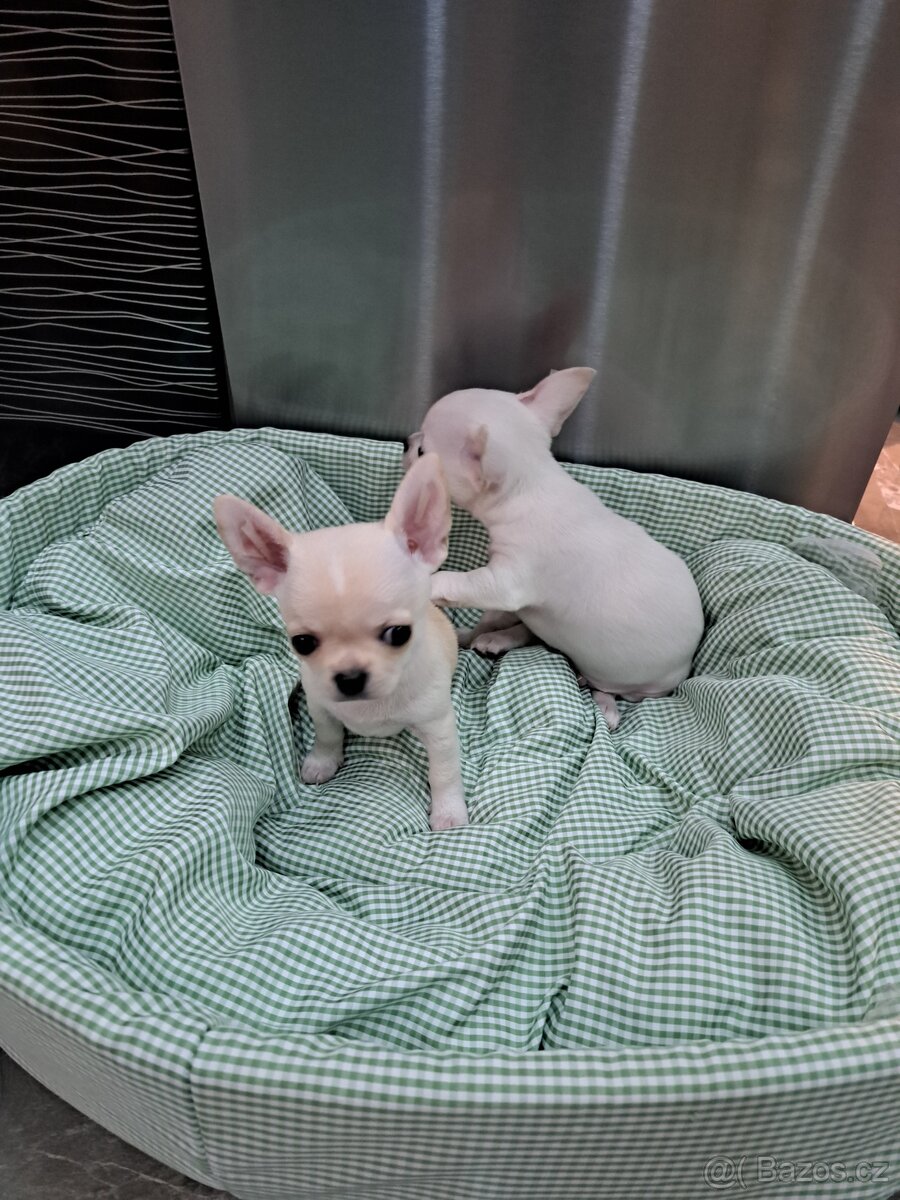 Čivava Mini pejsci - 20