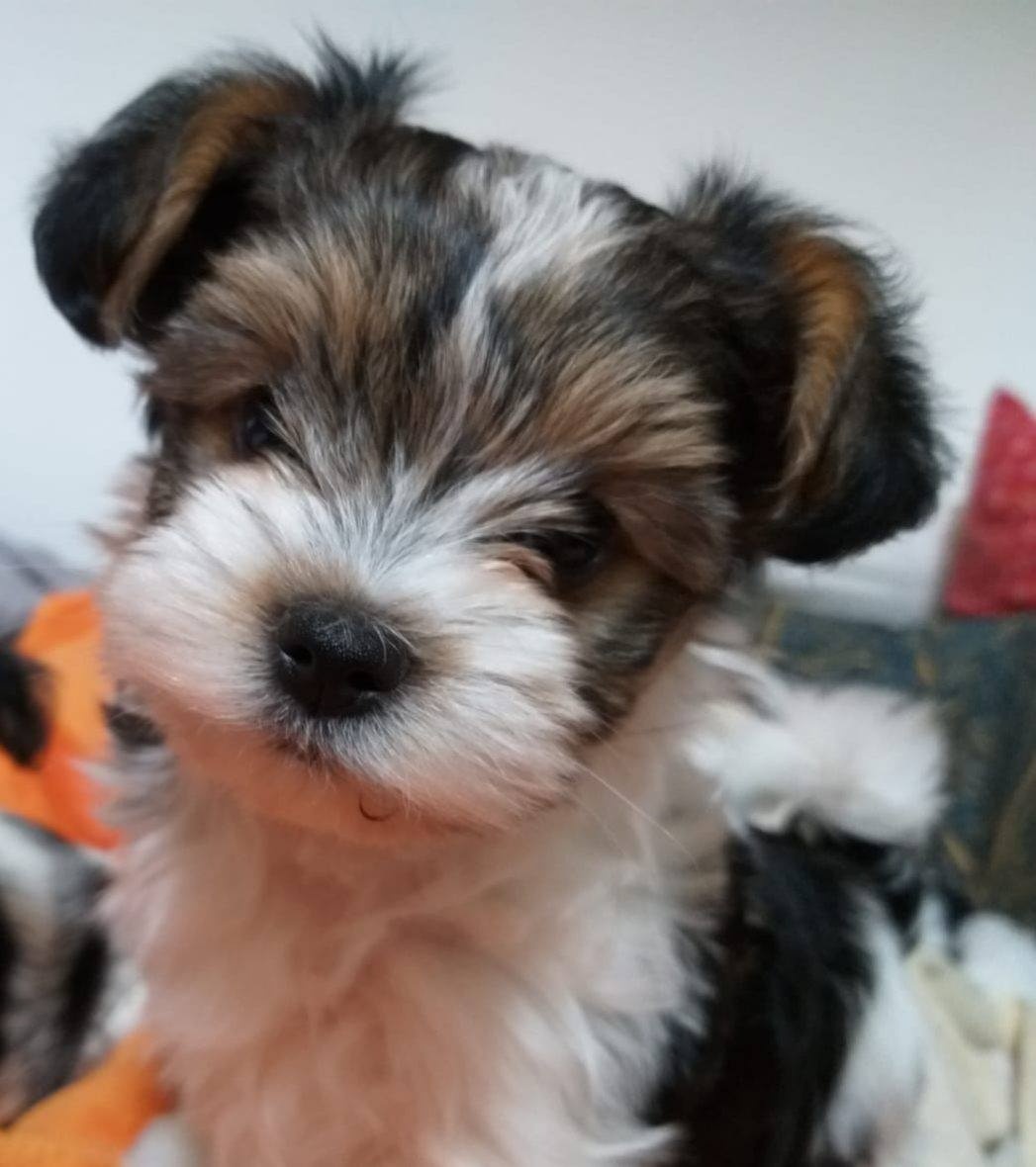 Biewer jorkšírský teriér krytí, připuštění - 20