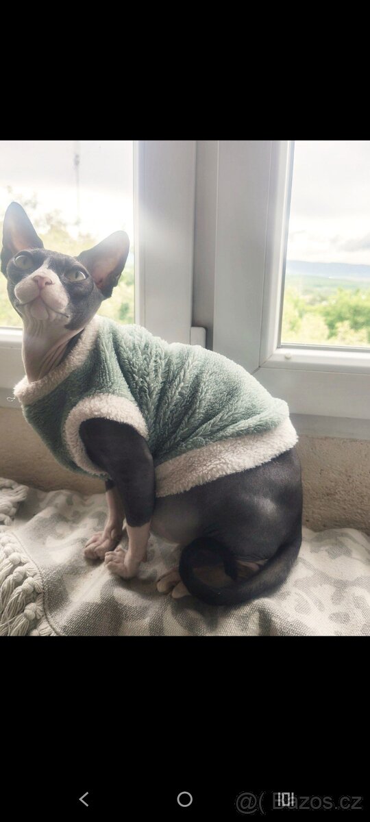 Kanadský sphynx - 20