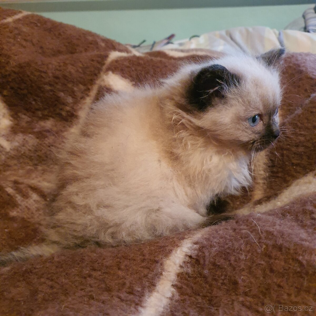 Kocurik ragdoll - 20