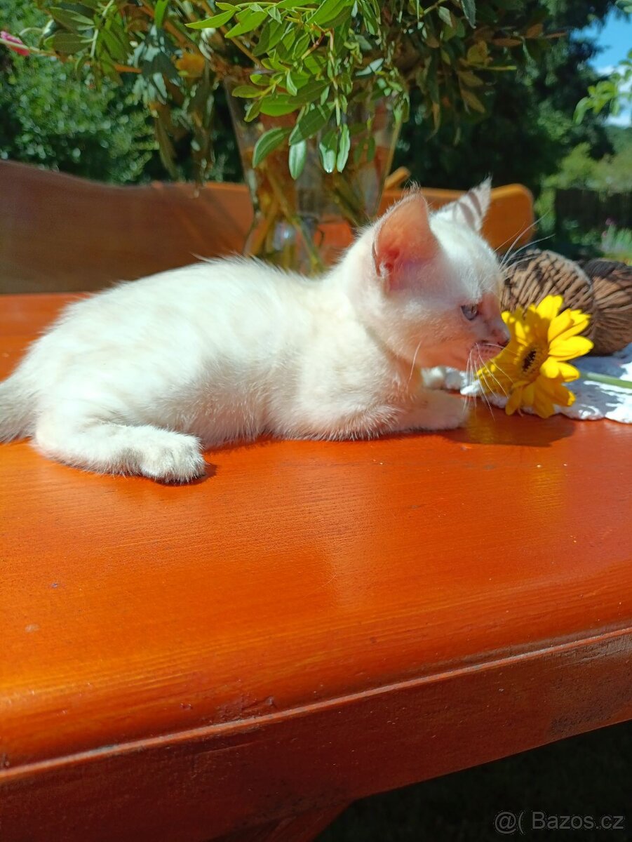 Předběžná Rezervace luxusní Bengálská koťáta s PP - 20